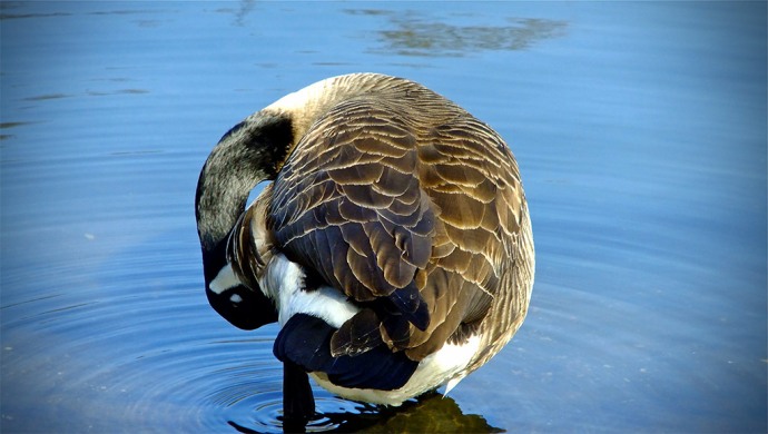 Goose grooming itself heaton park manchester