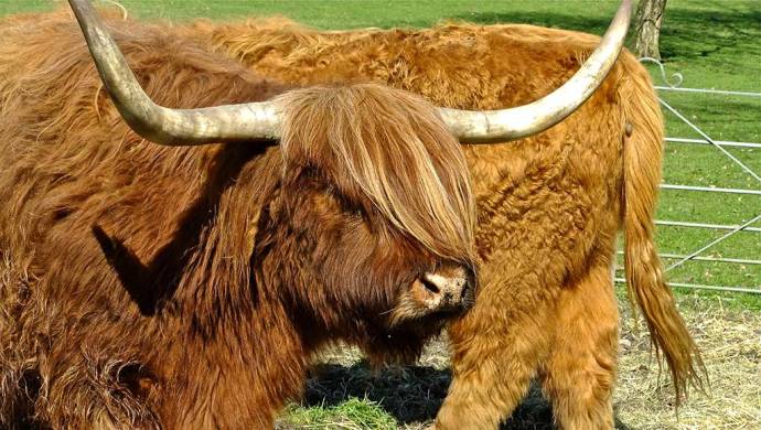 highland cattle heaton park manchester