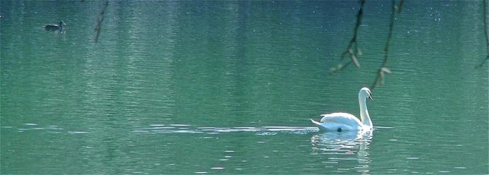swan lake heaton park manchester