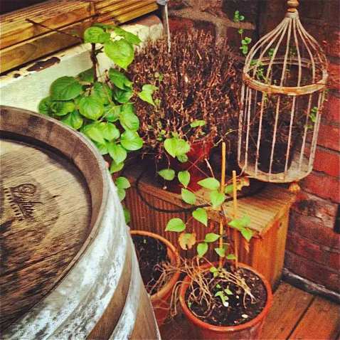 instagram molly house garden manchester